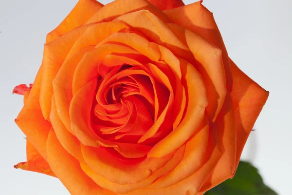 Nahaufnahme Bild einer einzelnen orangen Rose — Stockfoto