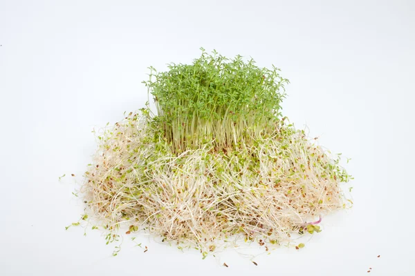 Brotes frescos de alfalfa y berros sobre fondo blanco — Foto de Stock