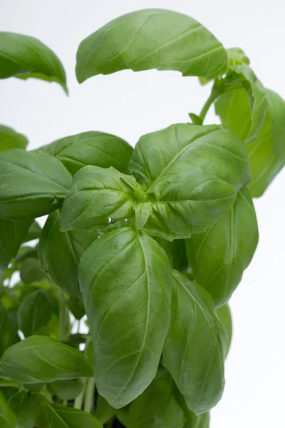 Fresh basil leaves isolated on white background — Stock Photo, Image