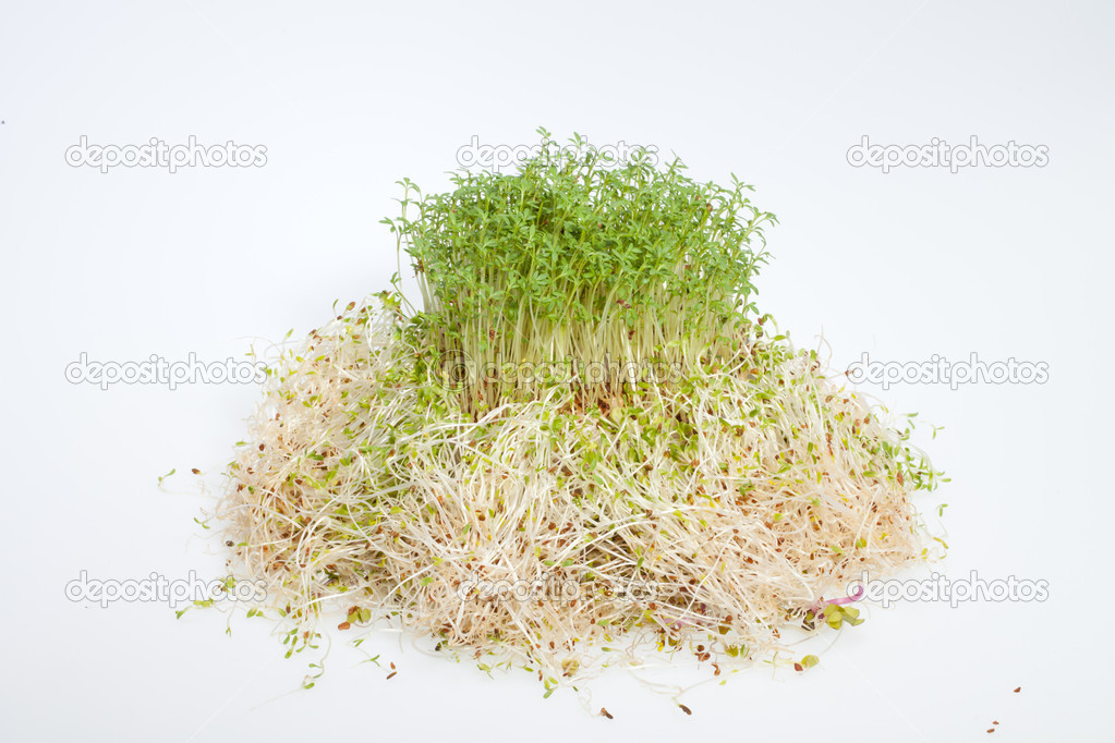 新鲜苜蓿芽和水芹在白色背景上 图库照片 C Wjarek 新鲜苜蓿芽和水芹在白色背景上 图库照片 C Wjarek