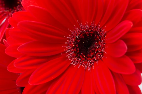 Röd gerbera tusensköna — Stockfoto