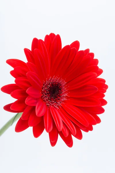 Rode gerbera madeliefje bloem — Stockfoto