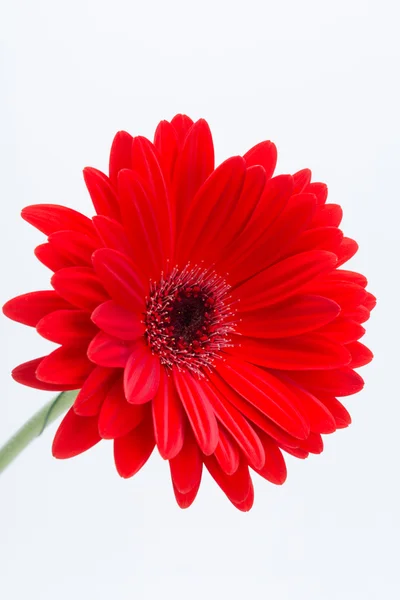 Flor de margarida gerbera vermelha — Fotografia de Stock