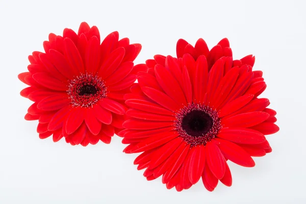 Red gerbera daisy flower — Stock Photo, Image