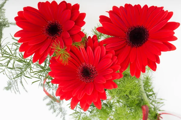 Gerberas rojas flor de margarita —  Fotos de Stock