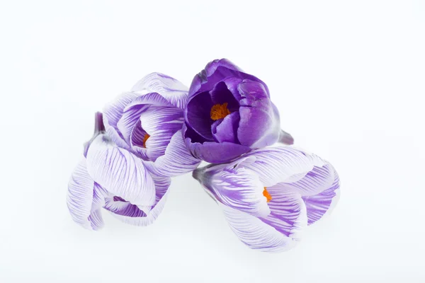 Close-up of blue and white crocus flowers isolated on white — Stock Photo, Image