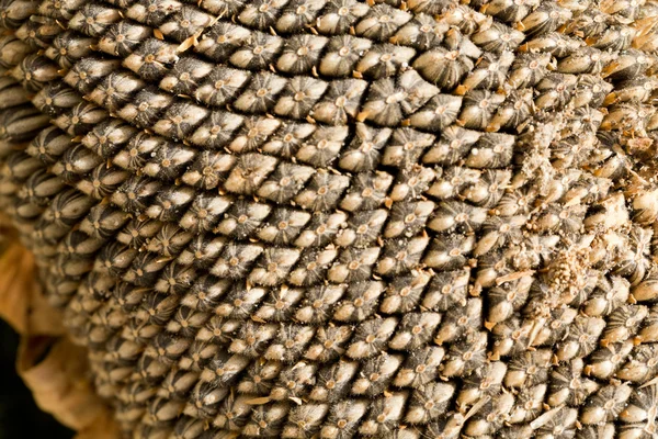 Closeup of sunflower seeds — Stock Photo, Image