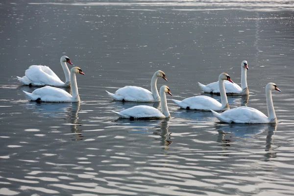 Красивые белые лебеди, плавающие по воде — стоковое фото