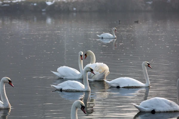 Belos cisnes brancos flutuando na água — Fotografia de Stock