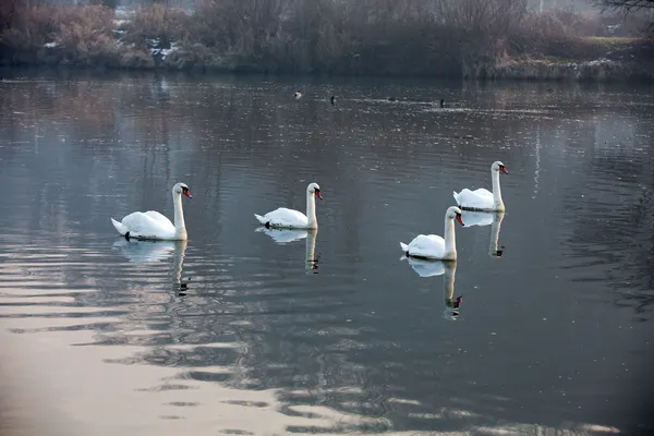 Krásné bílé labutě plovoucí na vodě — Stock fotografie