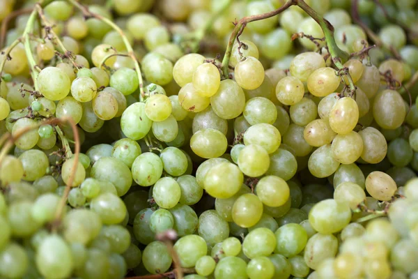 Background of freshly white grapes — Stock Photo, Image
