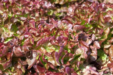 Kırmızı ve yeşil frisee marul büyüyen satır alanı