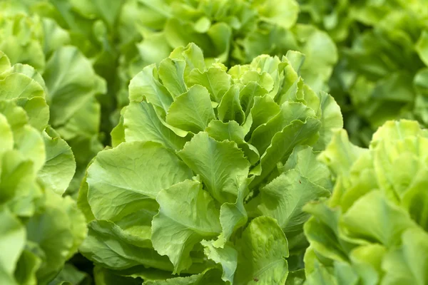 Field of Green Frisee lettuce growing in rows — Stock Photo, Image