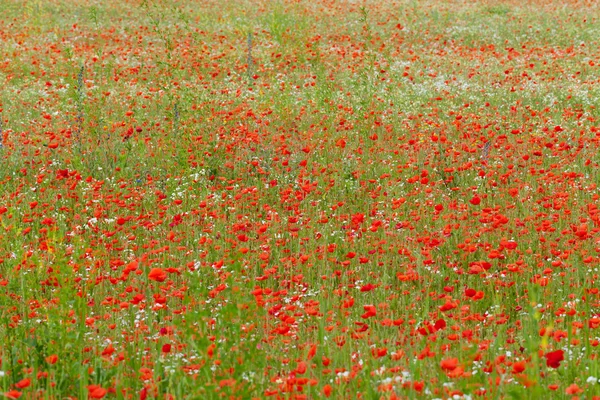 Le paysage pittoresque avec des coquelicots rouges parmi la prairie — Photo