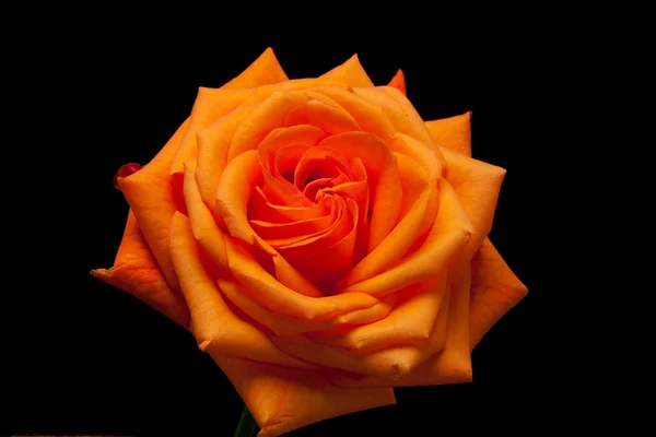 Nahaufnahme Bild einer einzelnen orangen Rose — Stockfoto