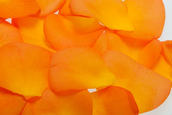 Okvětní lístky oranžové růže izolovaných na bílém pozadí — Stock fotografie