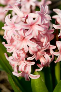 Bahçedeki pembe sümbüller.