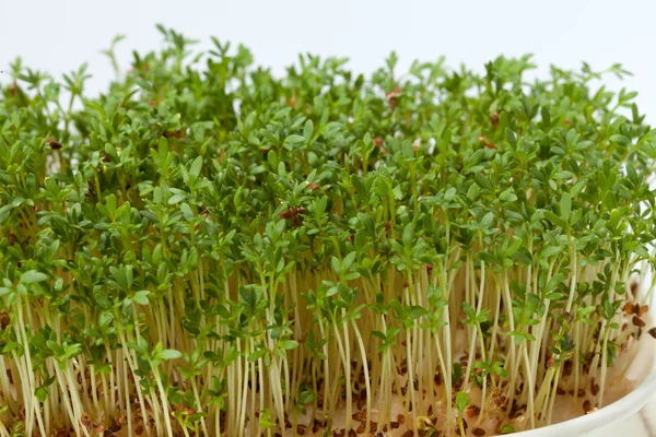 Mudas de agrião isoladas em fundo branco — Fotografia de Stock