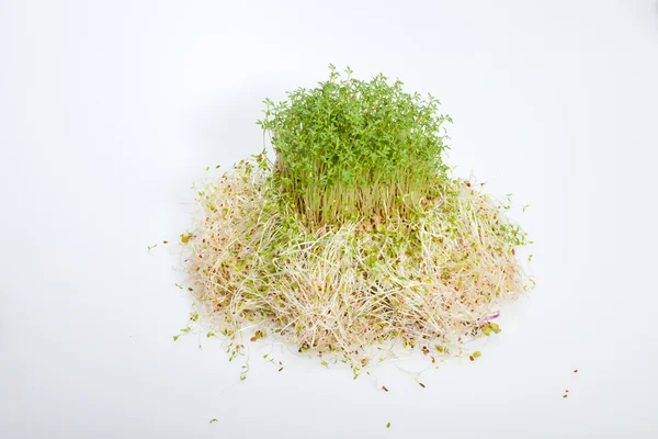 Fresh alfalfa sprouts and cress on white background — Stock Photo, Image