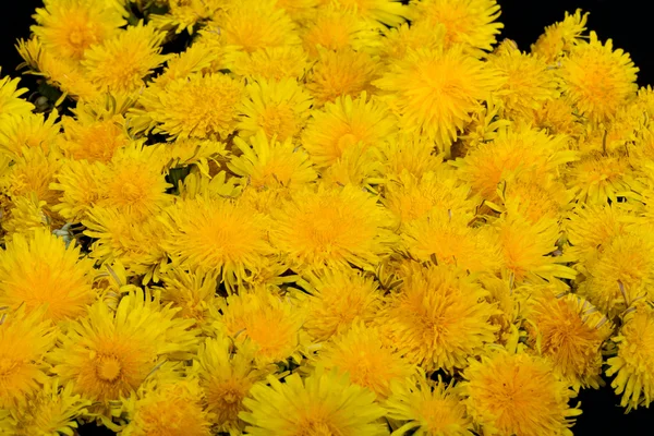 Piękne żółte kwiaty mniszka lekarskiego — Zdjęcie stockowe