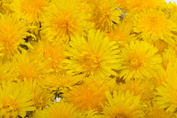 Beautiful yellow flowers of Dandelion — Stock Photo, Image
