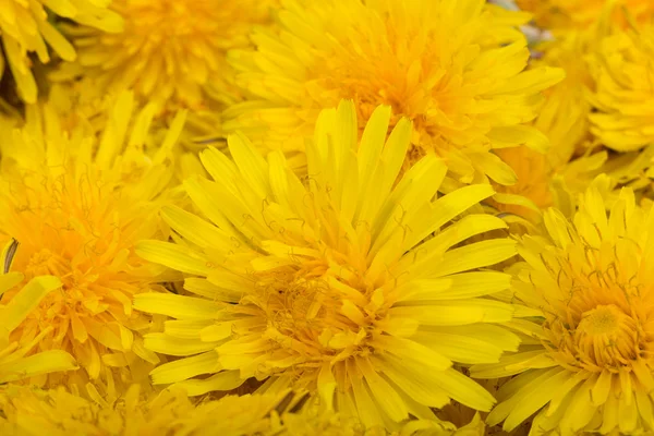 Mooie gele bloemen van Paardebloem — Stockfoto