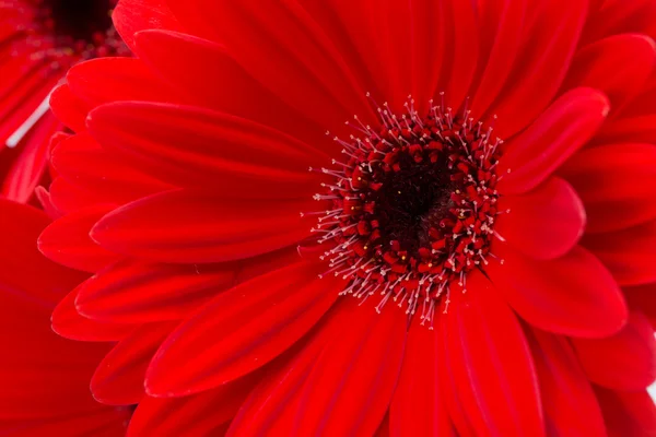 Vörös gerbera százszorszép virág — Stock Fotó