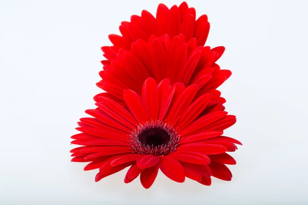 Flor de margarida gerbera vermelha — Fotografia de Stock