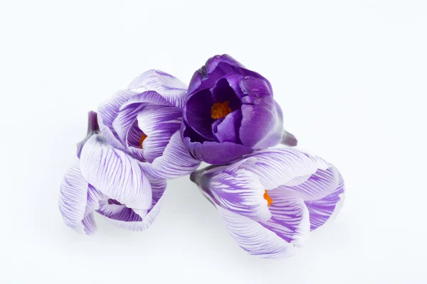 Close-up of blue and white crocus flowers isolated on white — Stock Photo, Image