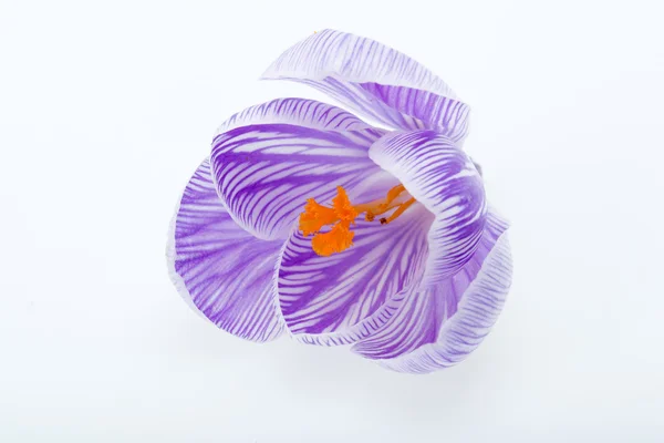 Close-up of blue and white crocus flowers isolated on white — Stock Photo, Image