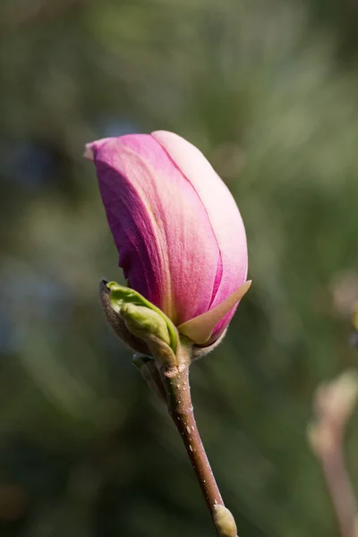 정원에서 분홍색 목련 꽃 전구 — 스톡 사진