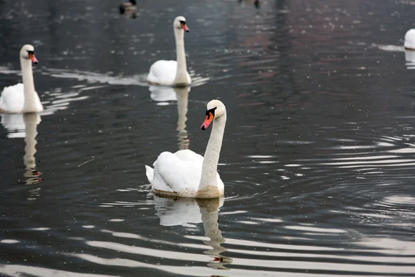 Krásné bílé labutě plovoucí na vodě — Stock fotografie