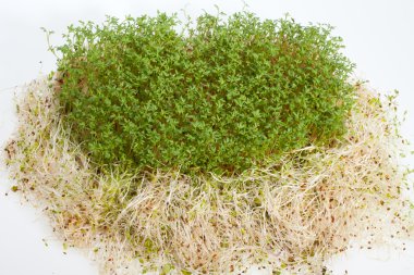 taze Yonca filizi ve tere beyaz zemin üzerine