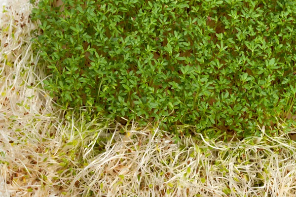 Fresh alfalfa sprouts and cress on white background — Stock Photo, Image