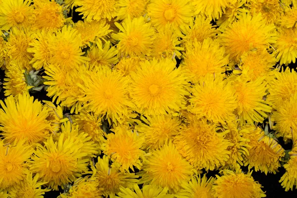 Όμορφα κίτρινα λουλούδια της πικραλίδας — Φωτογραφία Αρχείου