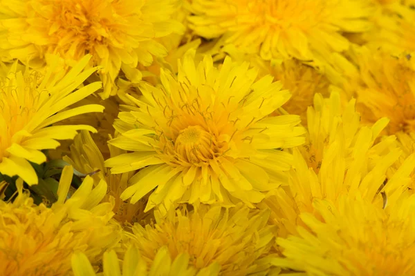Όμορφα κίτρινα λουλούδια της πικραλίδας — Φωτογραφία Αρχείου