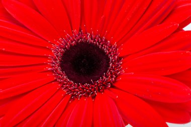kırmızı gerbera papatya çiçeği