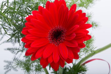 kırmızı gerbera papatya çiçeği