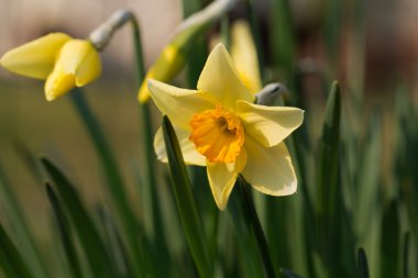 güzel sarı nergis bahar zaman