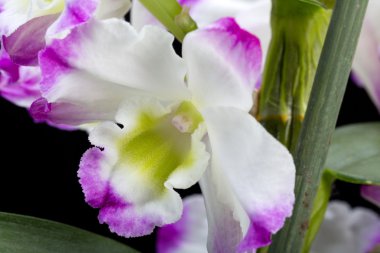 Dendrobium Orkide melezleri. Siyah üzerine izole edilmiş.