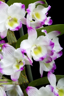 Dendrobium Orkide melezleri. Siyah üzerine izole edilmiş.