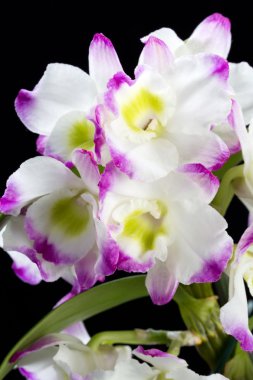 Dendrobium Orkide melezleri. Siyah üzerine izole edilmiş.