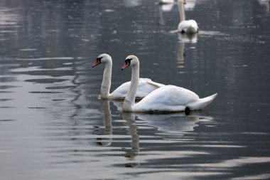 Suda yüzen güzel beyaz kuğular