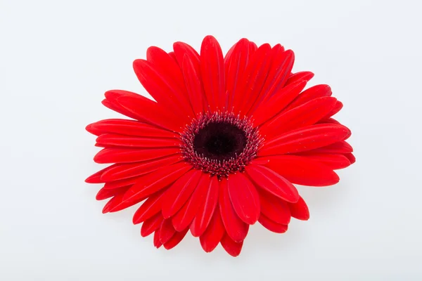 Flor de margarida gerbera vermelha — Fotografia de Stock