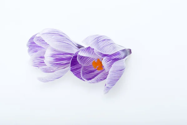Primer plano de las flores de azafrán azul y blanco aisladas en blanco —  Fotos de Stock