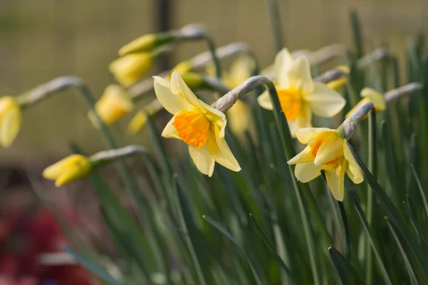 春の時間で美しい黄色い水仙 — ストック写真