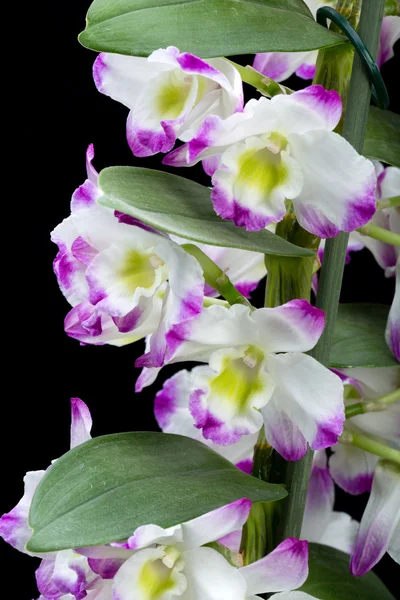 Orquídeas híbridas de Dendrobium. Isolado em preto — Fotografia de Stock