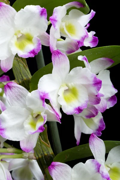 Dendrobium Orchid Hybrids (en inglés). Aislado en negro —  Fotos de Stock