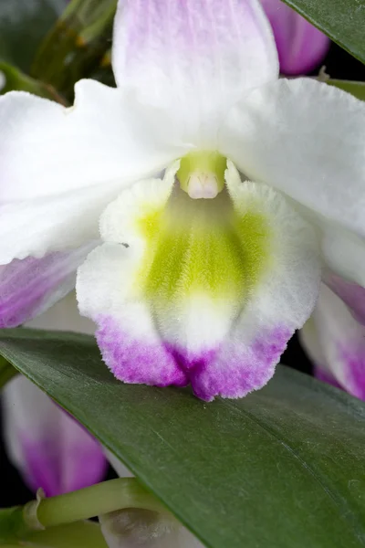 Ibridi del Orchid di Dendrobium. Isolato su nero — Foto Stock