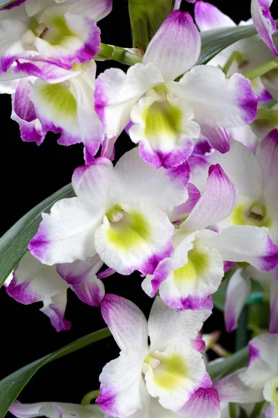 Dendrobium Orchidee Mischlinge. Isoliert auf schwarz — Stockfoto